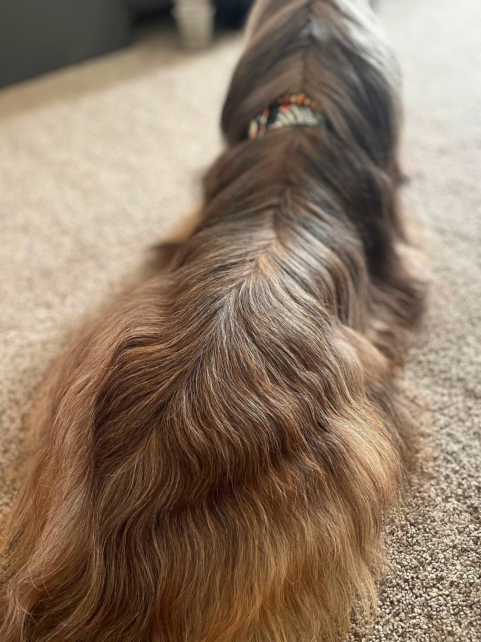 Rico is registered to the contest to win money with this photo: canidae, carnivore, claw, close_up, companion_dog, dog, dog_breed, dog_collar, ear, fawn, fur, liver, small_to_medium_sized_cats, snout, sporting_group, tail, terrier, whiskers, wood, working_animal