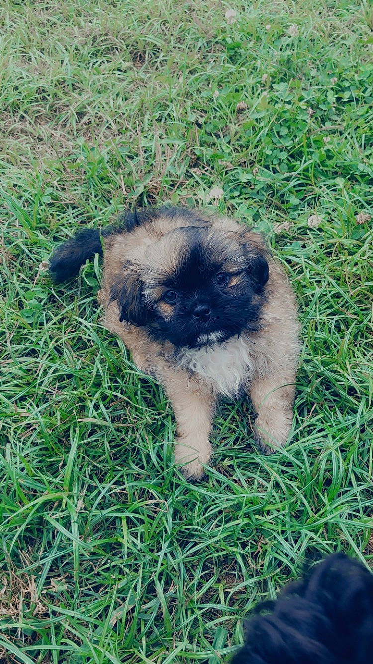 Rico joined the competition — help win amazing prizes! canidae, carnivore, companion_dog, dog, dog_breed, fawn, fur, grass, groundcover, non_sporting_group, plant, puppy, shih_tzu, snout, soil, sporting_group, terrestrial_animal, toy_dog, whiskers, working_animal