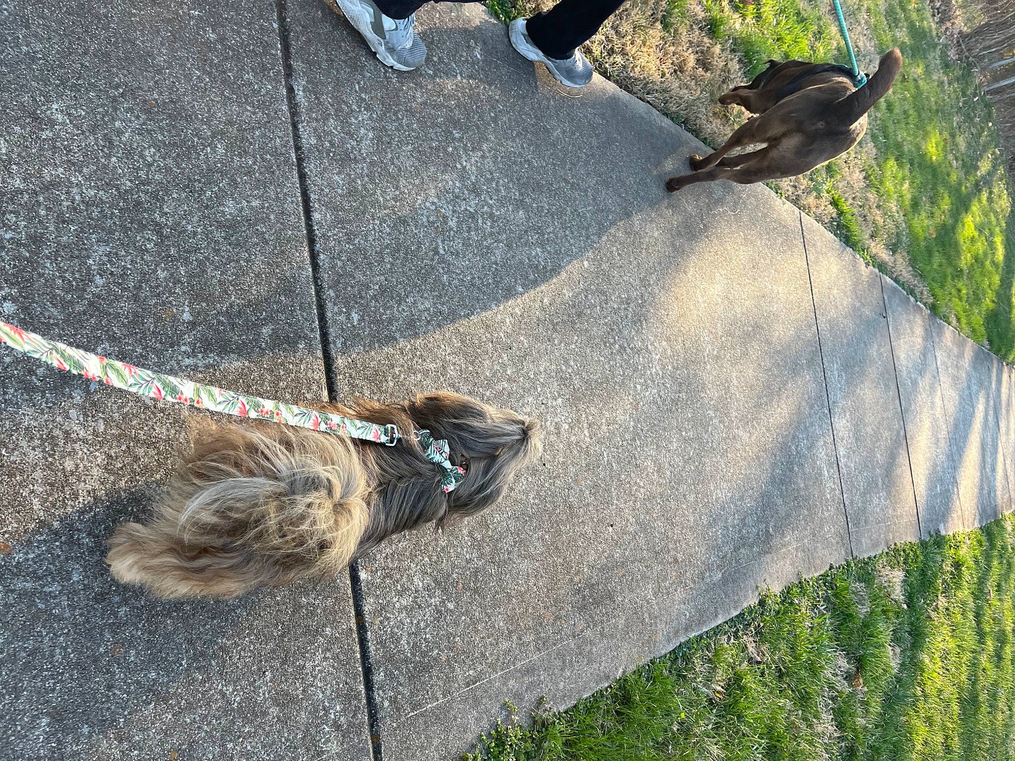 Rico is registered to the contest to win money with this photo: asphalt, bedrock, cobblestone, concrete, flagstone, flooring, grass, grass_family, leash, mammal, plant, road_surface, rock, rock_climbing_equipment, rope_rhythmic_gymnastics, sidewalk, slope, soil, tail, vertebrate