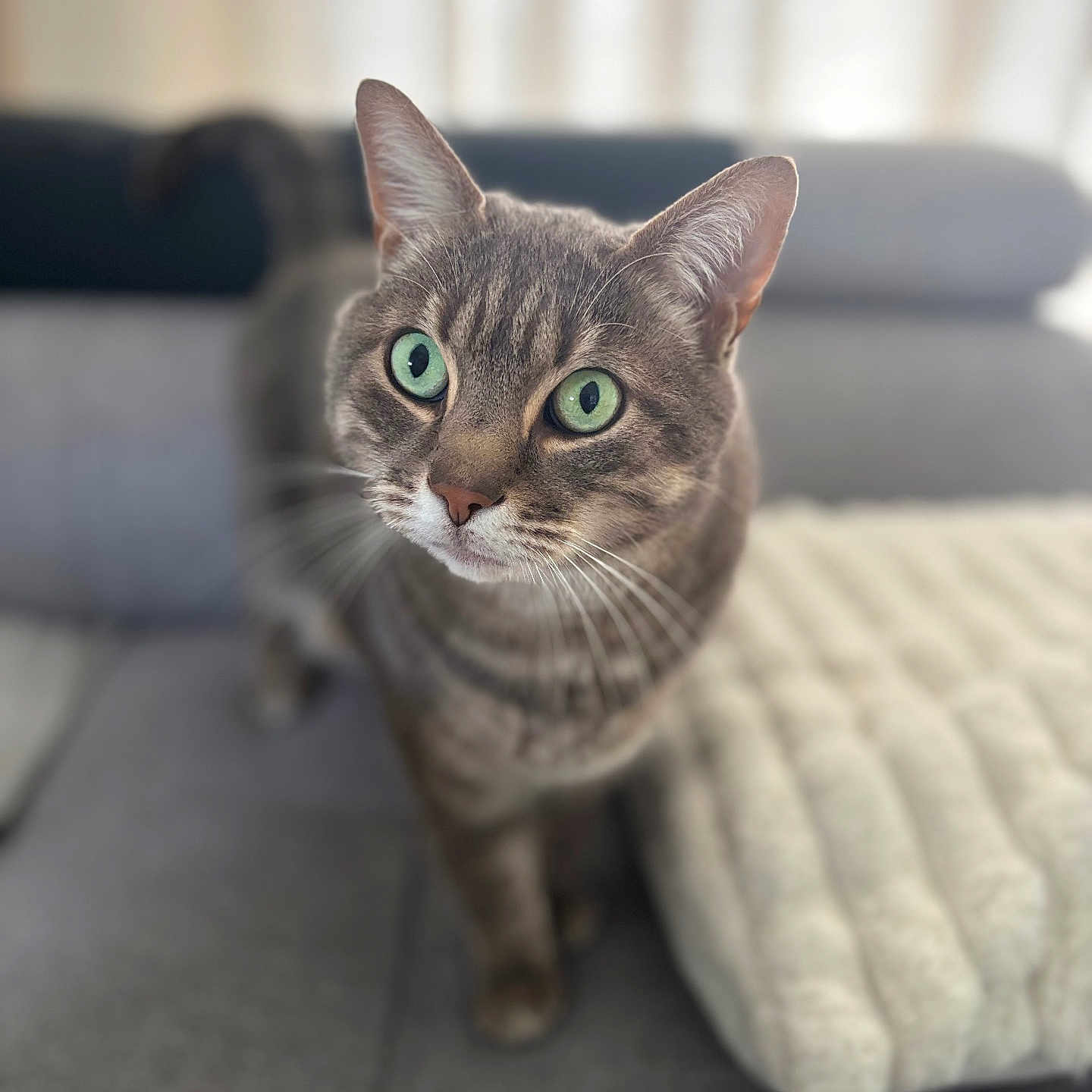 Lulu participe au concours pour gagner de l'argent avec cette photo : cat, tabby_cat, green_eyes, curious, pet, indoor, sofa, blanket, furniture, cozy, whiskers, ears, face, closeup, portrait, domestic_animal, soft_light, curtains, home, cute