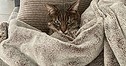 Lulu participe au concours pour gagner de l'argent avec cette photo : cat, blanket, pillow, couch, cozy, indoor, pet, feline, relaxing, soft_texture, fur, home, comfort, resting, green_eyes, snuggled, warm, domestic, animal, cute