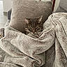 cat, blanket, pillow, couch, cozy, indoor, pet, feline, relaxing, soft_texture, fur, home, comfort, resting, green_eyes, snuggled, warm, domestic, animal, cute