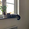 Lulu a rejoint le concours — aidez-le/la à gagner de superbes lots ! cat, tabby_cat, windowsill, potted_plant, indoor, window, resting, sleeping, pet, animal, sunlight, feline, home, quiet, calm, minimalist, greenery, houseplant, cozy, relaxation