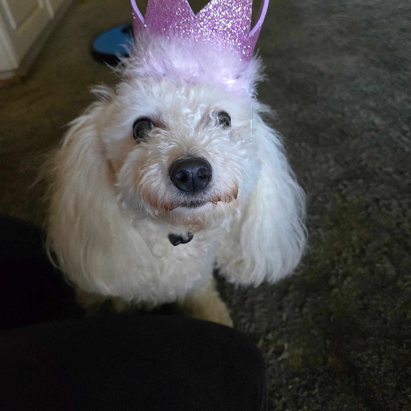 Bessie joined the competition — help win amazing prizes! animal, box, canine, cap, clothing, costume, couch, dog, face, hat, head, partyhat, person, pet, photography, poodle, portrait, puppy, terrier, whitedog