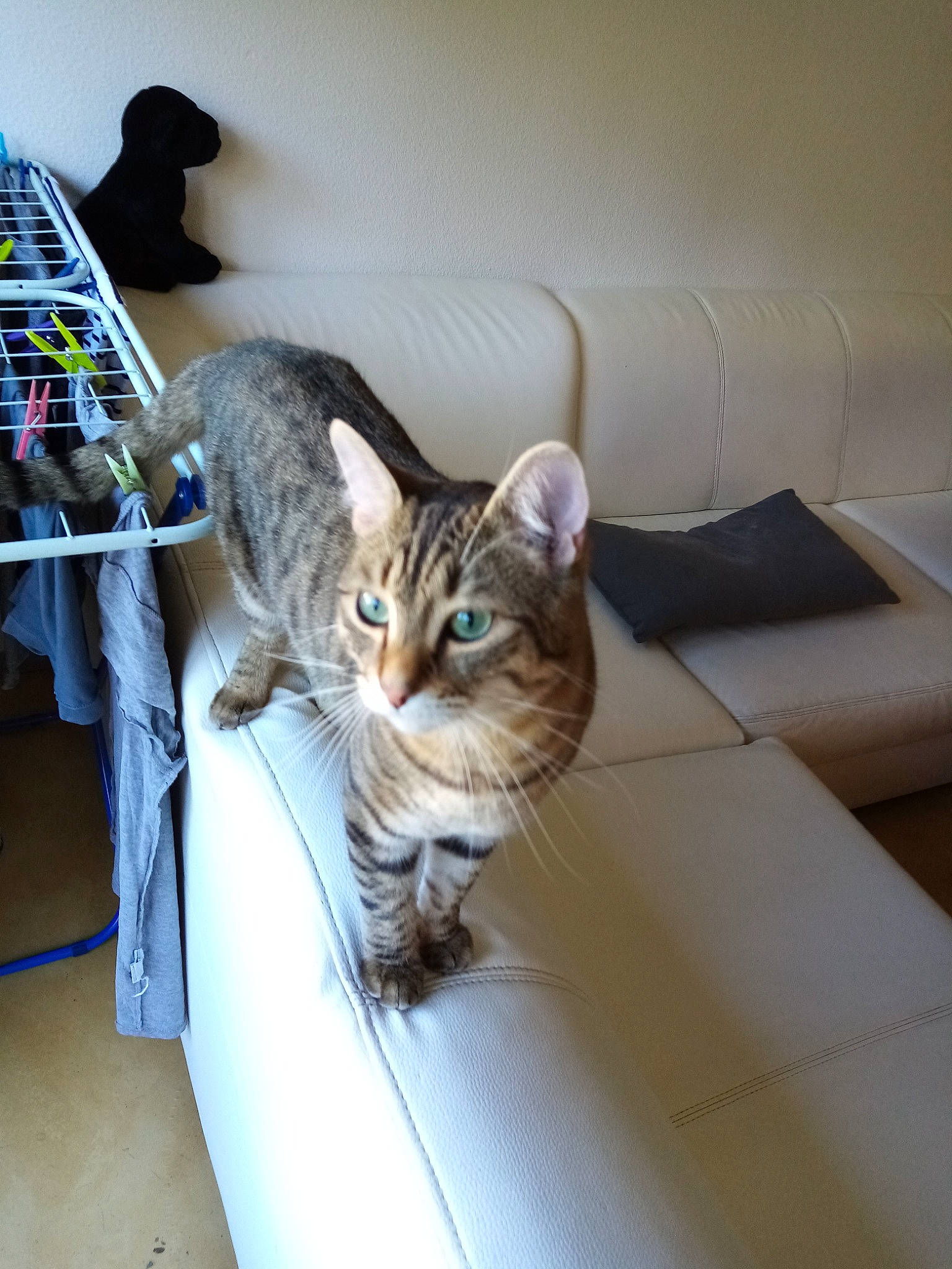 Patapouf a rejoint le concours — aidez-le/la à gagner de superbes lots ! aegean_cat, american_shorthair, asian, australian_mist, bengal, carnivore, cat, domestic_short_haired_cat, dragon_li, european_shorthair, felidae, fur, kitten, mammal, ocicat, small_to_medium_sized_cats, sokoke, tabby_cat, toyger, whiskers