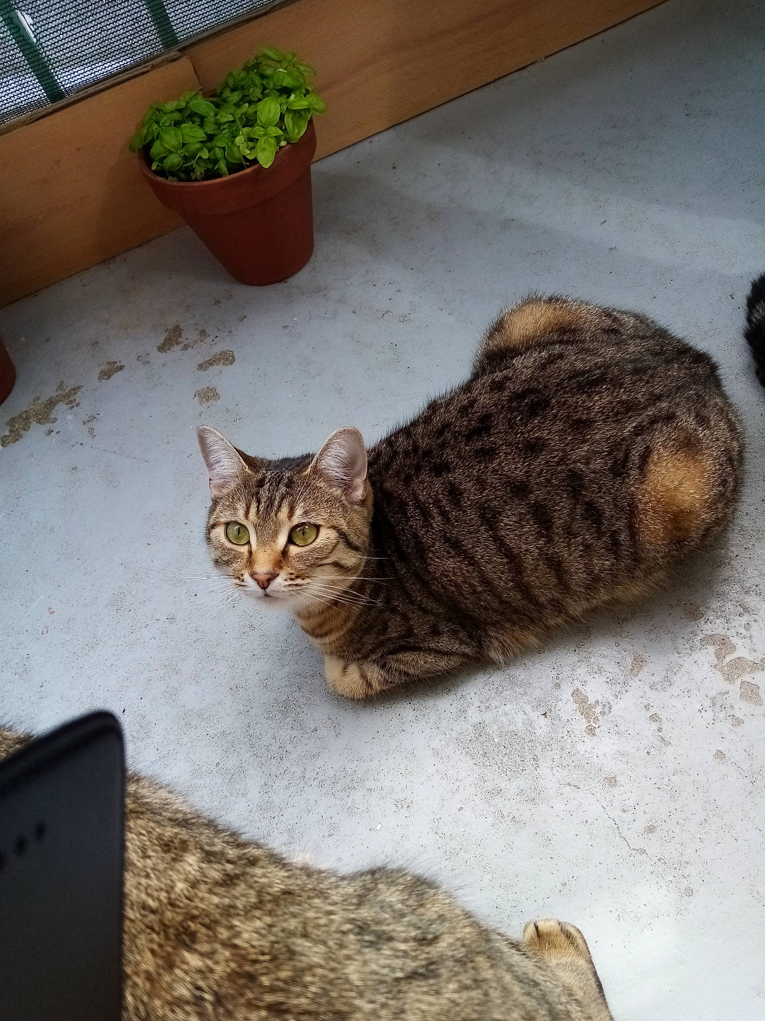 Zelda participe au concours pour gagner de l'argent avec cette photo : aegean_cat, american_shorthair, asian, bengal, california_spangled, carnivore, cat, domestic_short_haired_cat, dragon_li, european_shorthair, felidae, kitten, ocicat, small_to_medium_sized_cats, sokoke, tabby_cat, tail, toyger, whiskers, wild_cat