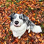 animal, autumn, blue_eye, border_collie, brown_eye, canine, cute, dog, fall, fluffy_tail, fur, grass, heterochromia, leaves, looking_up, nature, outdoor, pet, portrait, seasonal