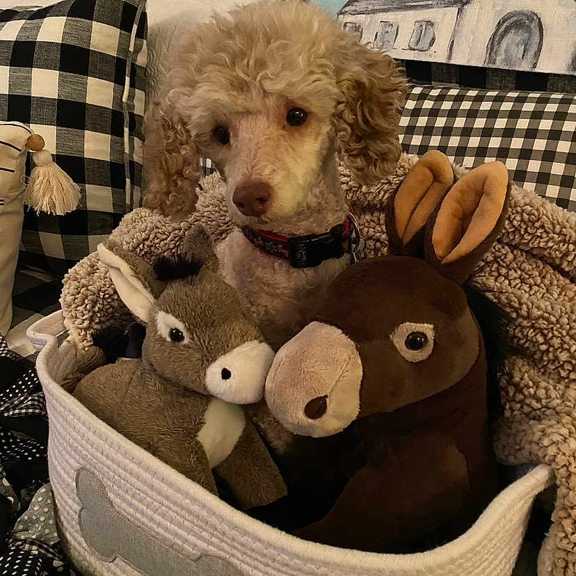 Winston joined the competition — help win amazing prizes! animal, basket, bed, canine, couch, cushion, dog, face, furniture, head, homedecor, linen, person, pet, photography, plush, poodle, portrait, puppy, toy