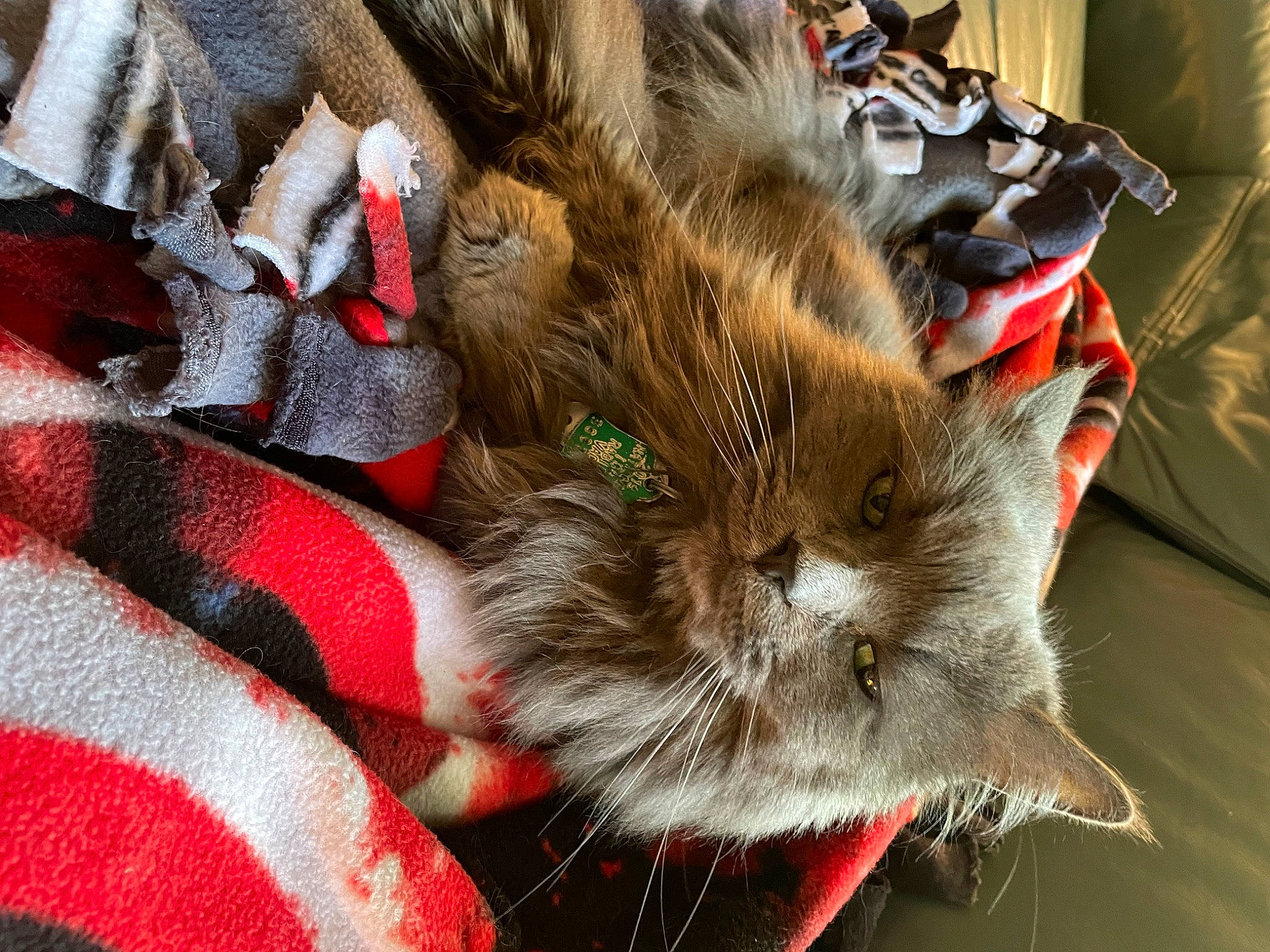 Kaya joined the competition — help win amazing prizes! carmine, carnivore, cat, claw, domestic_short_haired_cat, fashion_accessory, fawn, felidae, foot, fur, human_leg, pattern, paw, plaid, small_to_medium_sized_cats, snout, tail, tartan, textile, whiskers