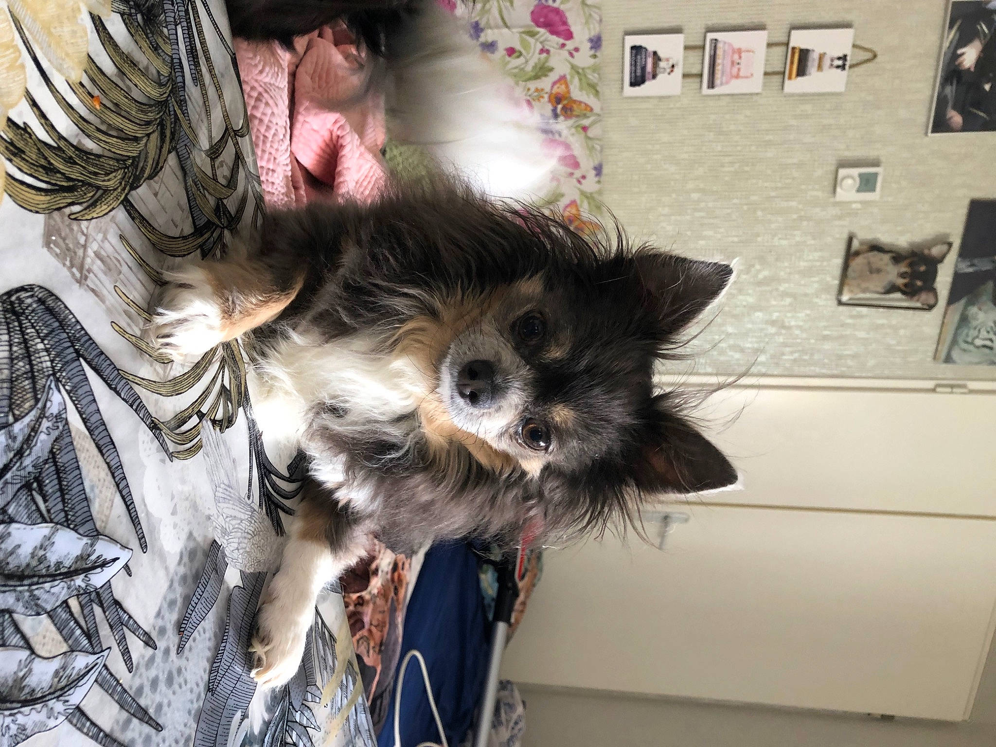 Gucci a rejoint le concours — aidez-le/la à gagner de superbes lots ! canidae, carnivore, companion_dog, dog, dog_breed, dog_supply, eyewear, fashion_accessory, fawn, felidae, fur, non_sporting_group, picture_frame, small_terrier, small_to_medium_sized_cats, snout, sporting_group, terrier, toy_dog, whiskers