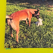 Narcos-Chanel participe au concours pour gagner de l'argent avec cette photo : dog, puppy, grass, outdoor, nature, animal, canine, pet, sunlight, greenery, playful, friendship, nose_touch, daytime, mammal, young, brown_dog, white_puppy, field, sunny