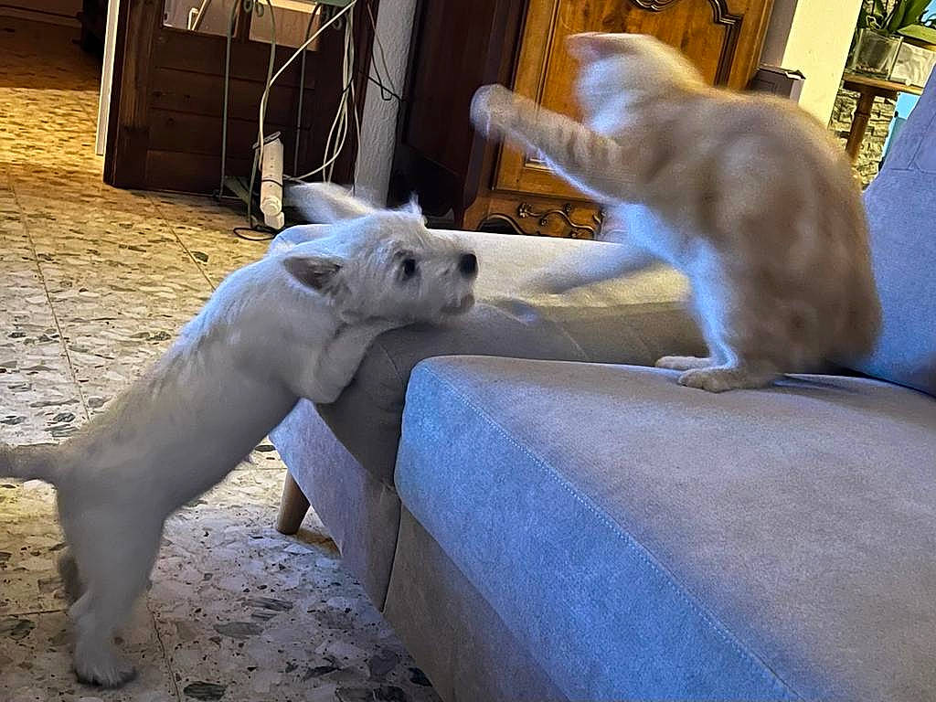 Chacha participe au concours pour gagner de l'argent avec cette photo : canidae, carnivore, cat, comfort, companion_dog, dog_breed, fawn, felidae, fur, paw, polar_bear, small_to_medium_sized_cats, snout, sporting_group, tail, terrestrial_animal, vertebrate, whiskers, wildlife, wood