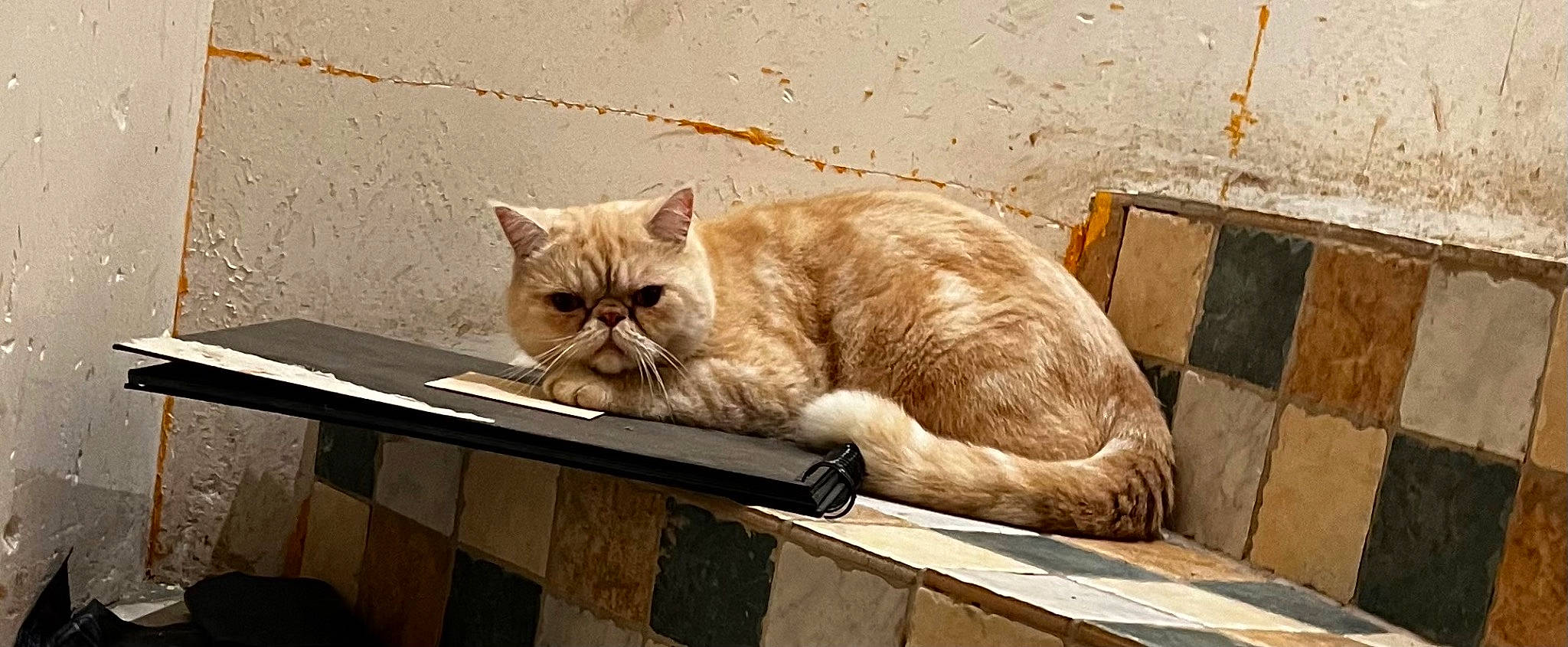 Chacha participe au concours pour gagner de l'argent avec cette photo : bench, carnivore, cat, comfort, domestic_short_haired_cat, fawn, felidae, fur, mammal, paw, sitting, small_to_medium_sized_cats, snout, street, tail, terrestrial_animal, vertebrate, whiskers, window, wood