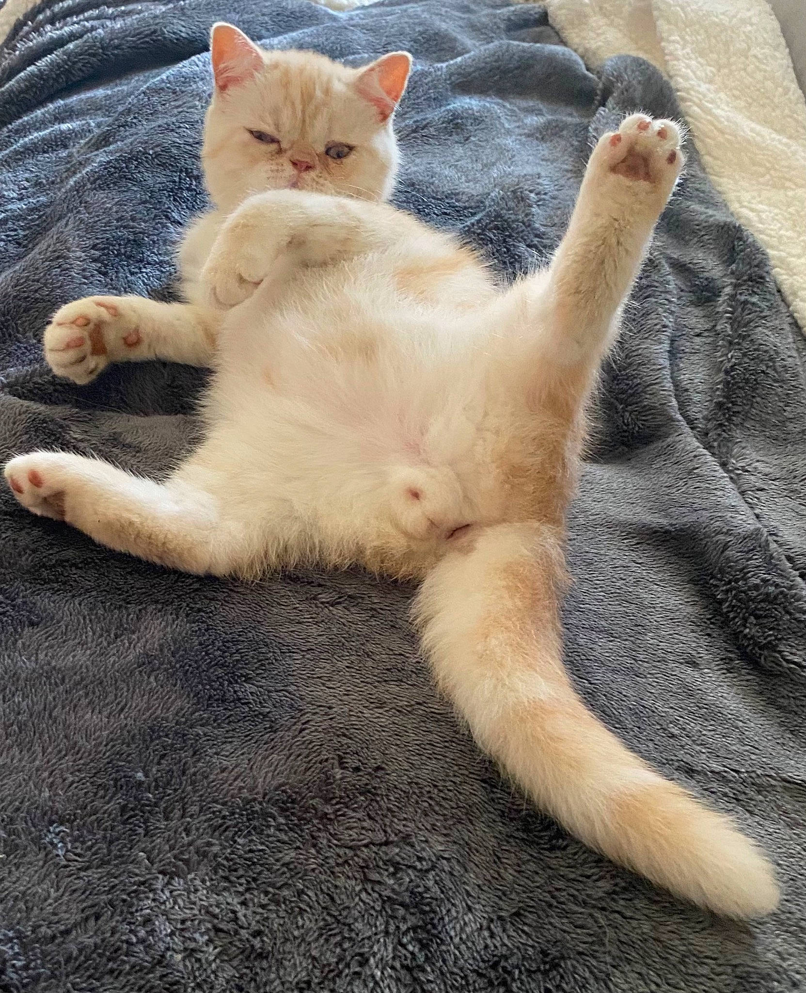 Chacha participe au concours pour gagner de l'argent avec cette photo : carnivore, cat, claw, comfort, domestic_short_haired_cat, fawn, felidae, foot, fur, gesture, paw, sitting, small_to_medium_sized_cats, tail, whiskers