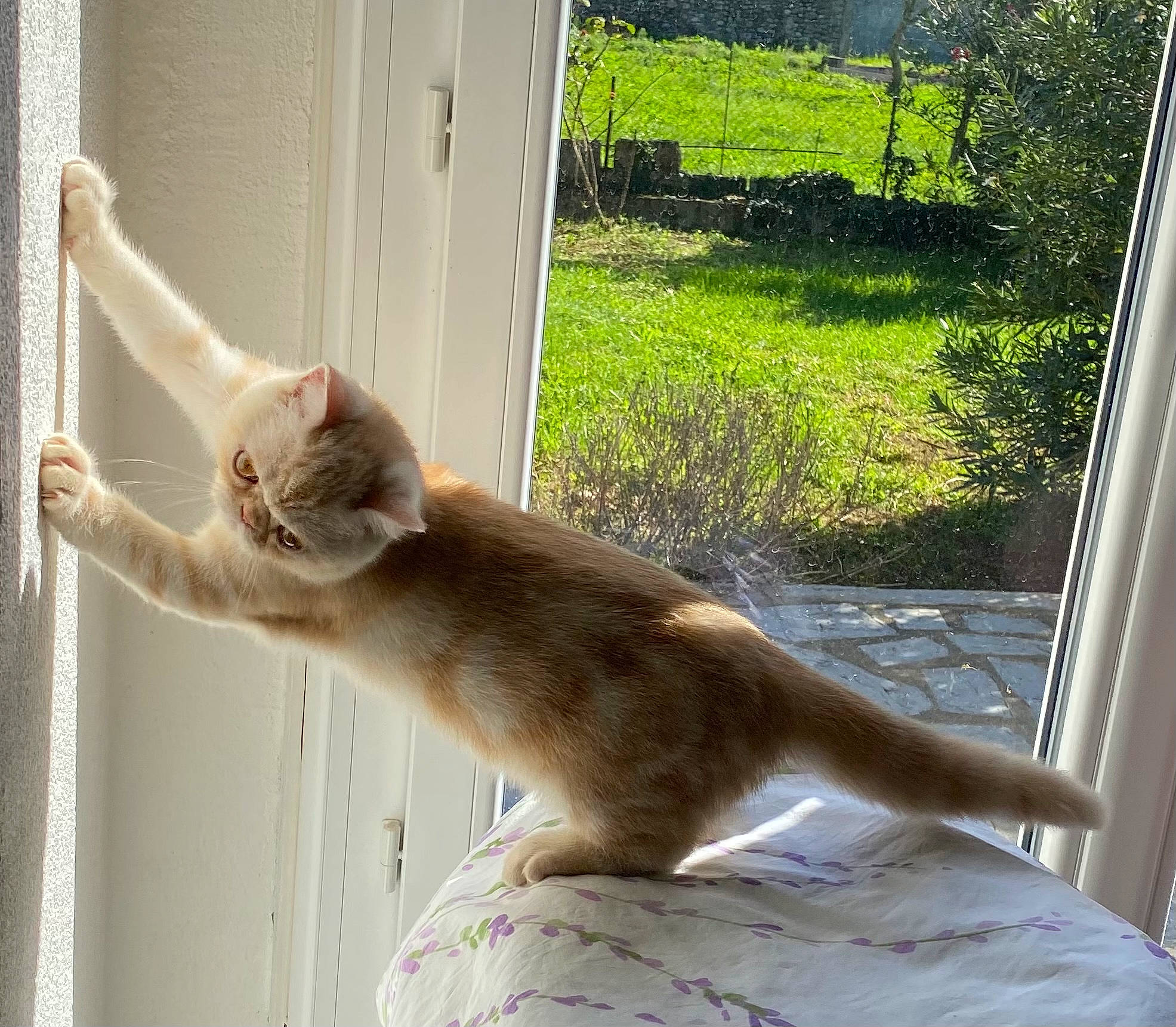 Chacha a rejoint le concours — aidez-le/la à gagner de superbes lots ! carnivore, cat, domestic_short_haired_cat, door, fawn, felidae, fur, grass, paw, plant, shade, small_to_medium_sized_cats, snout, tail, terrestrial_animal, whiskers, wildlife, window, wood