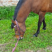 Colon participe au concours pour gagner de l'argent avec cette photo : bridle, fauna, foal, grass, grazing, halter, horse, horse_harness, horse_like_mammal, horse_supplies, horse_tack, mane, mare, mustang_horse, pack_animal, pasture, rein, saddle, snout, stallion