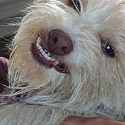 Molly joined the competition — help win amazing prizes! dog, fluffy, white_fur, pet, indoor, hand, ring, smile, teeth, close_up, cute, scruffy, animal, mammal, companion, domestic_animal, friendly, expression, fur, portrait