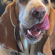 Lola joined the competition — help win amazing prizes! dog, pet, close_up, tongue, collar, tag, brown, white, ears, canine, animal, portrait, indoor, chain, pink, nose, mouth, licking, screen, photo_screenshot