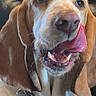 dog, pet, close_up, tongue, collar, tag, brown, white, ears, canine, animal, portrait, indoor, chain, pink, nose, mouth, licking, screen, photo_screenshot