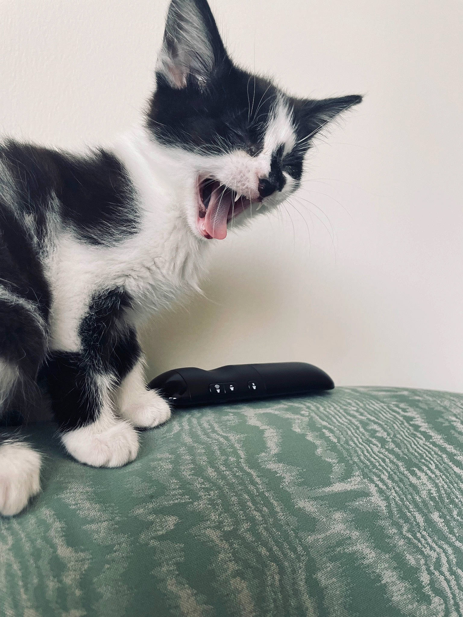 Frankenstein is registered to the contest to win money with this photo: carnivore, cat, claw, comfort, domestic_short_haired_cat, felidae, flooring, foot, fur, human_leg, linens, monochrome_photography, paw, sitting, small_to_medium_sized_cats, snout, tail, whiskers