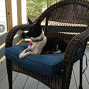 Lilbit is registered to the contest to win money with this photo: animal, architecture, armchair, building, canine, chair, cushion, dog, furniture, hardwood, house, housing, indoors, interiordesign, machine, pet, porch, puppy, wheel, wood