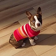 Lady Gaga joined the competition — help win amazing prizes! accessories, animal, bostonbull, bulldog, canine, cap, chihuahua, clothing, dog, hardwood, hat, hound, husky, knitwear, pet, puppy, strap, sweater, whitedog, wood