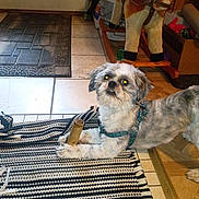 Jasper is registered to the contest to win money with this photo: dog, small_dog, shih_tzu, fluffy, scruffy, gray_fur, white_fur, brown_fur, pet, indoors, home, floor, rug, tile_floor, rocking_horse, toy_horse, chew_stick, harness, collar, portrait