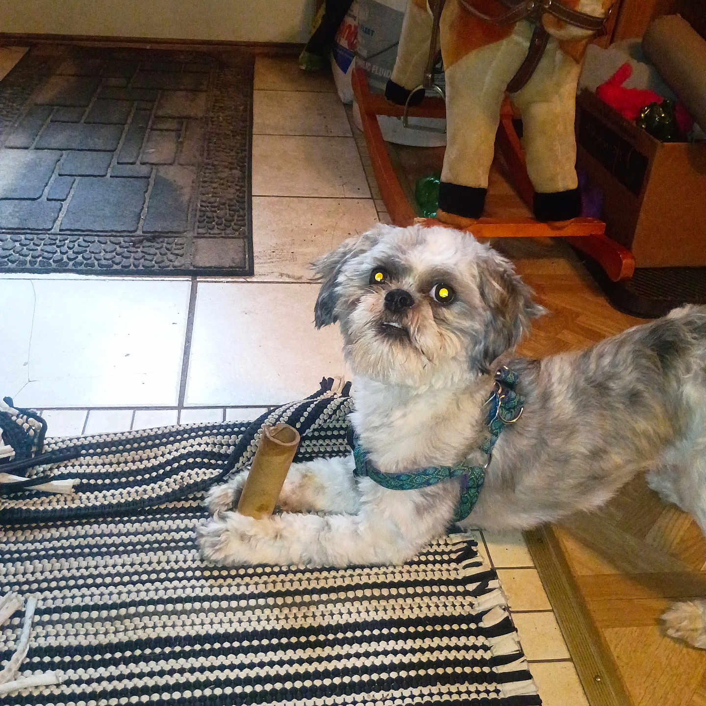 Jasper is registered to the contest to win money with this photo: dog, small_dog, shih_tzu, fluffy, scruffy, gray_fur, white_fur, brown_fur, pet, indoors, home, floor, rug, tile_floor, rocking_horse, toy_horse, chew_stick, harness, collar, portrait