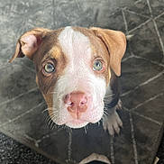 Bonnie joined the competition — help win amazing prizes! animal, brown_and_white, carpet, close_up, companion, curious, cute, dog, domestic_animal, floor, foot, indoor, looking_up, nose, pet, puppy, rug, sock, whiskers, young_dog