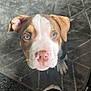 animal, brown_and_white, carpet, close_up, companion, curious, cute, dog, domestic_animal, floor, foot, indoor, looking_up, nose, pet, puppy, rug, sock, whiskers, young_dog