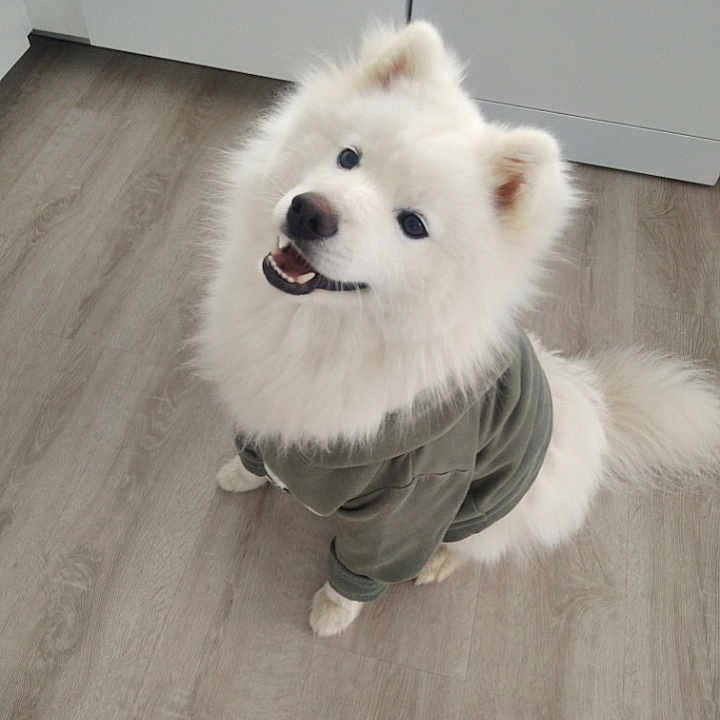 Urican participe au concours pour gagner de l'argent avec cette photo : animal, canine, clothing, companion, cute, dog, domestic_animal, floor, fluffy, friendly, fur, happy, hoodie, indoor, looking_up, pet, sitting, smiling, white, wooden_floor