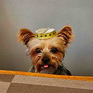 Hermès a rejoint le concours — aidez-le/la à gagner de superbes lots ! dog, small_dog, yorkshire_terrier, hat, yellow_hat, ears, tongue_out, table, indoor, wall, cute, pet, animal, fur, brown_fur, black_fur, face, portrait, looking, peeking