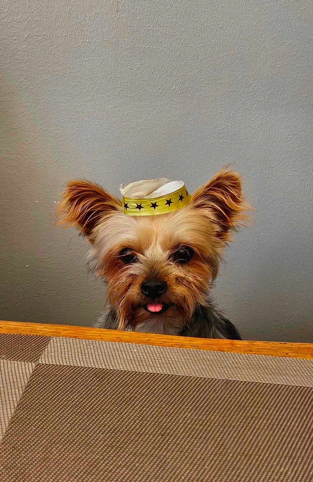 Hermès a rejoint le concours — aidez-le/la à gagner de superbes lots ! dog, small_dog, yorkshire_terrier, hat, yellow_hat, ears, tongue_out, table, indoor, wall, cute, pet, animal, fur, brown_fur, black_fur, face, portrait, looking, peeking