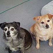 Jackson And Beau is registered to the contest to win money with this photo: animal, black_and_white_dog, brown_dog, canine, carpet, cord, cute, dog, dog_bed, ears, eyes, floor, fur, indoor, looking, nose, paw, pet, sitting, small_dog