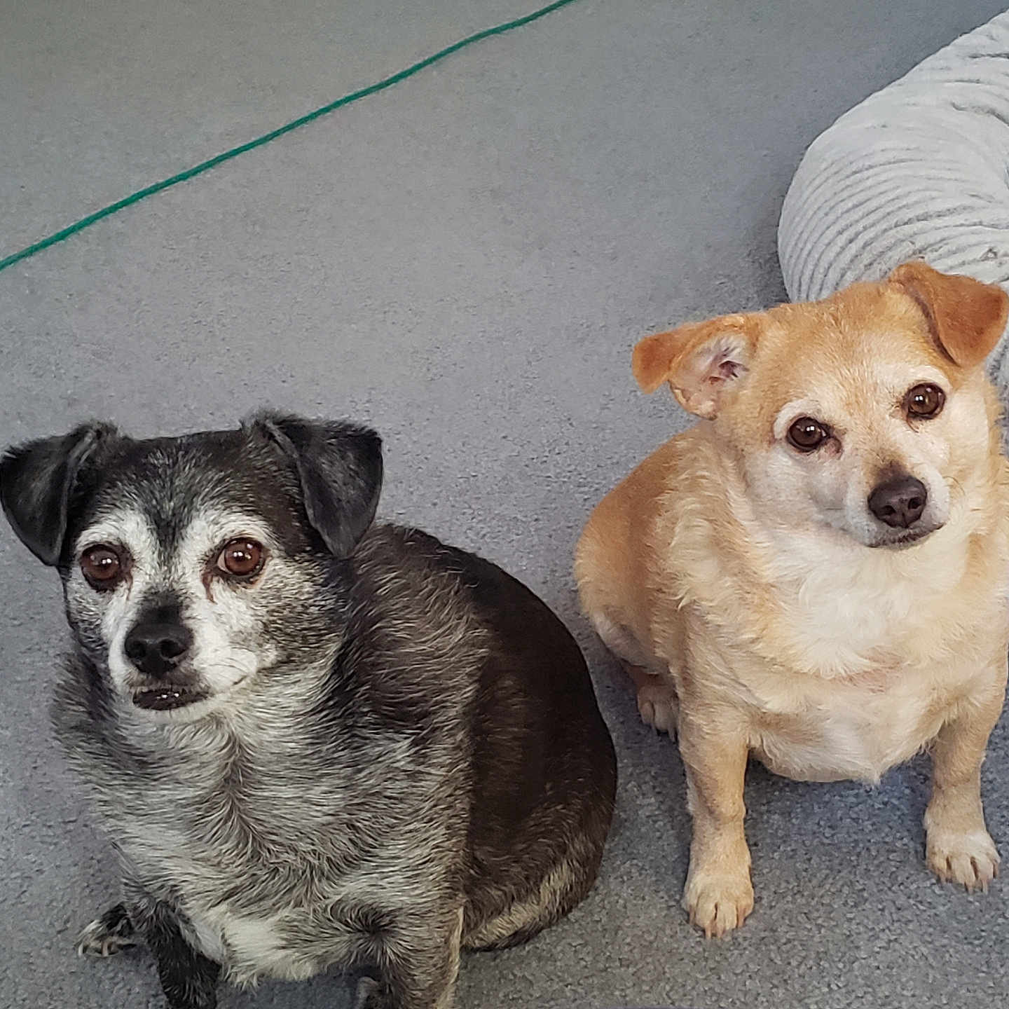 Jackson And Beau is registered to the contest to win money with this photo: animal, black_and_white_dog, brown_dog, canine, carpet, cord, cute, dog, dog_bed, ears, eyes, floor, fur, indoor, looking, nose, paw, pet, sitting, small_dog