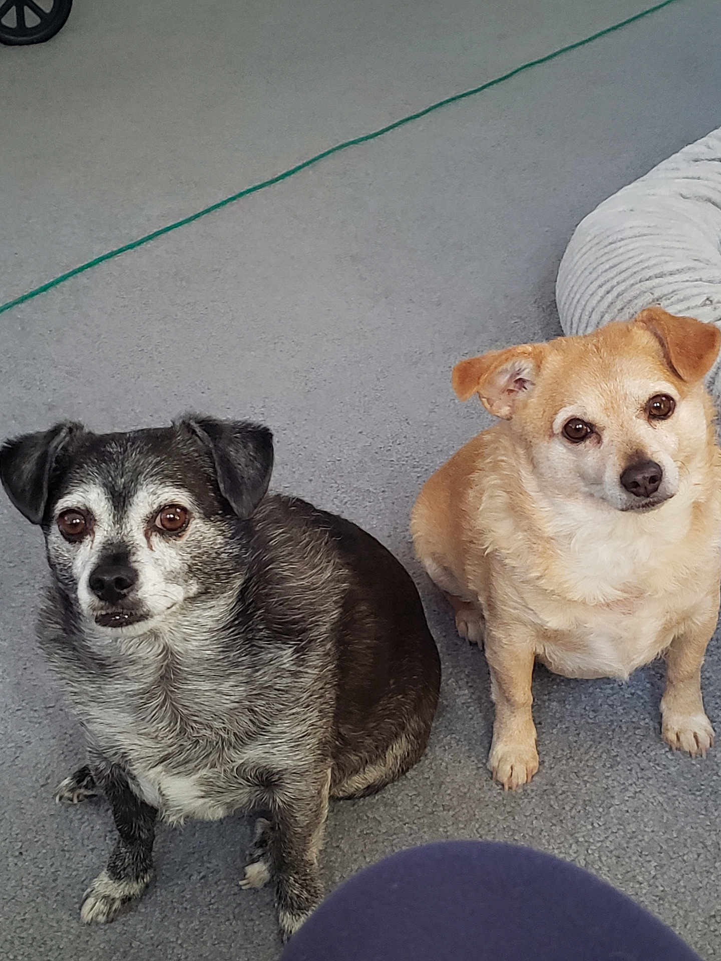 Jackson And Beau is registered to the contest to win money with this photo: animal, black_and_white_dog, brown_dog, canine, carpet, cord, cute, dog, dog_bed, ears, eyes, floor, fur, indoor, looking, nose, paw, pet, sitting, small_dog