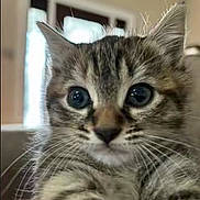 Tiny is registered to the contest to win money with this photo: animal, cat, close_up, curious, cute, domestic_animal, eyes, face, feline, fur, indoor, kitten, mammal, pet, portrait, small, soft_light, tabby, whiskers, young