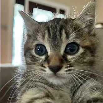 Tiny