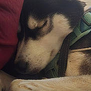 Stella joined the competition — help win amazing prizes! dog, puppy, sleeping, close_up, paw, fur, cushion, blanket, rest, relaxation, domestic_animal, pet, canine, black_and_white, snout, ears, harness, indoor, cute, peaceful
