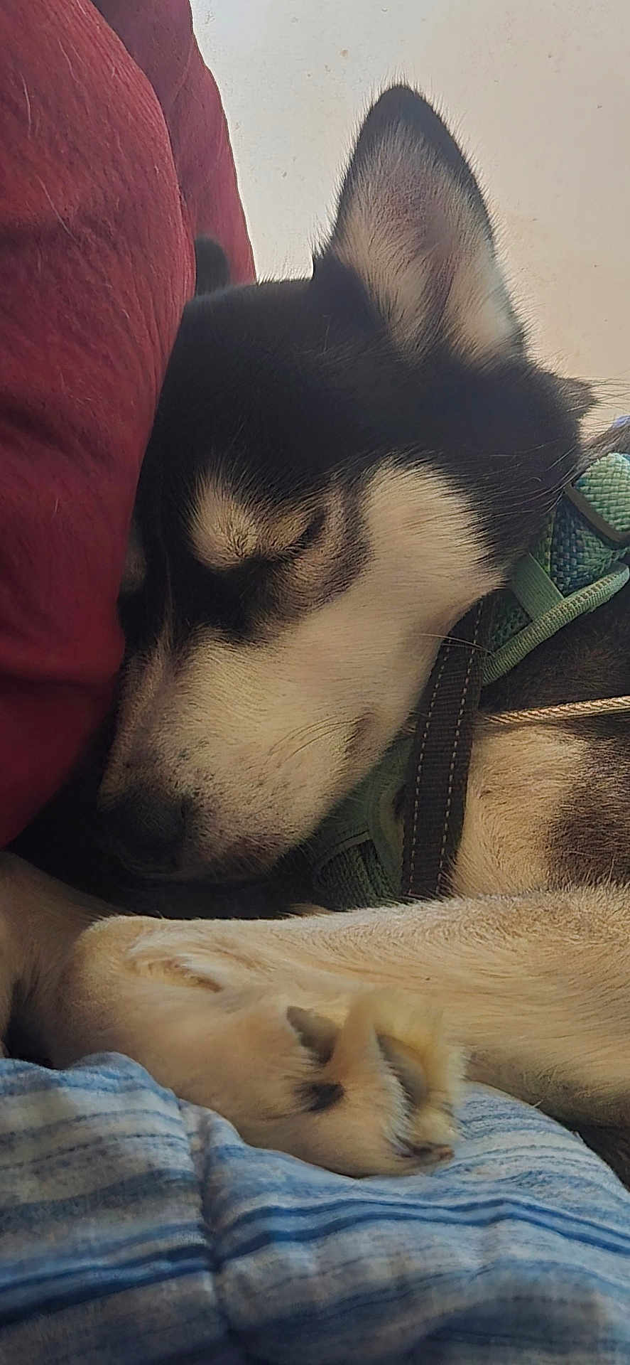 Stella