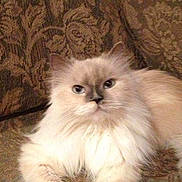 Chloe is registered to the contest to win money with this photo: