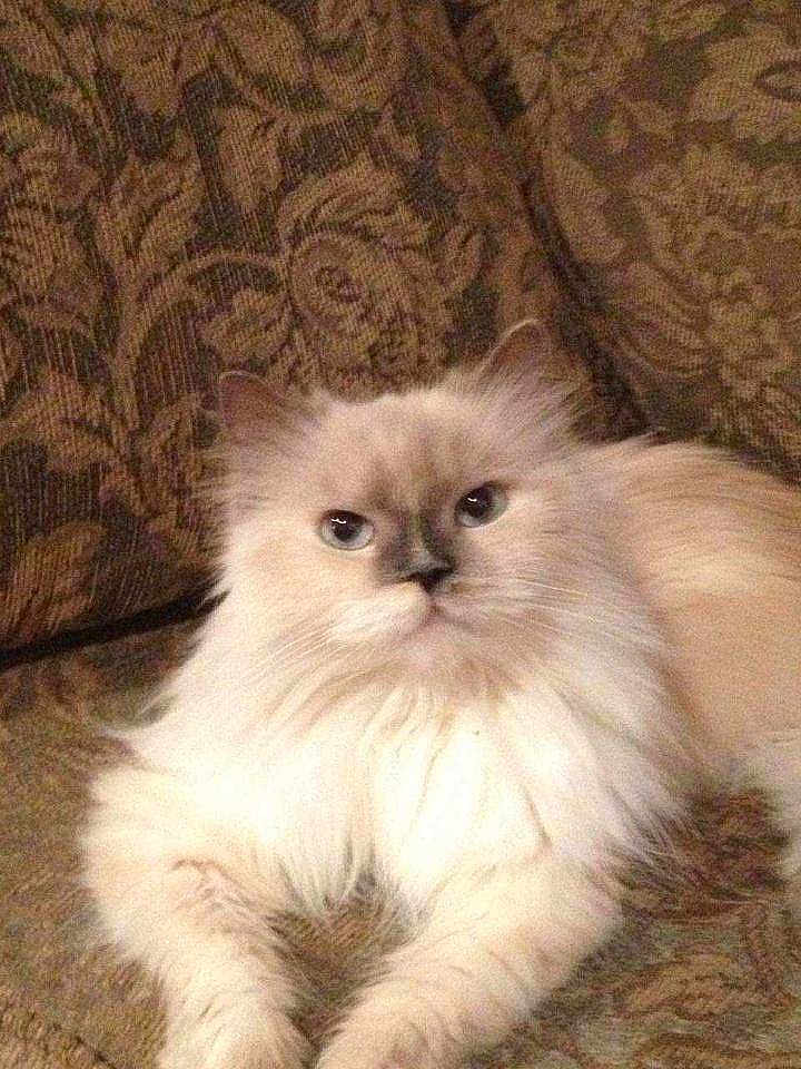 Chloe