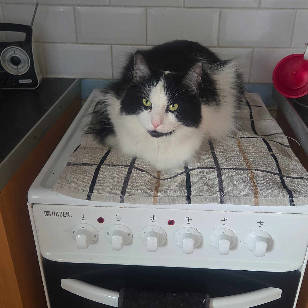 Coci is registered to the contest to win money with this photo: appliance, black, black_and_white, cat, countertop, curious, domestic, feline, fluffy, indoors, kitchen, knobs, oven_mitt, pet, retro_radio, stove, tile_wall, towel, white, yellow_eyes
