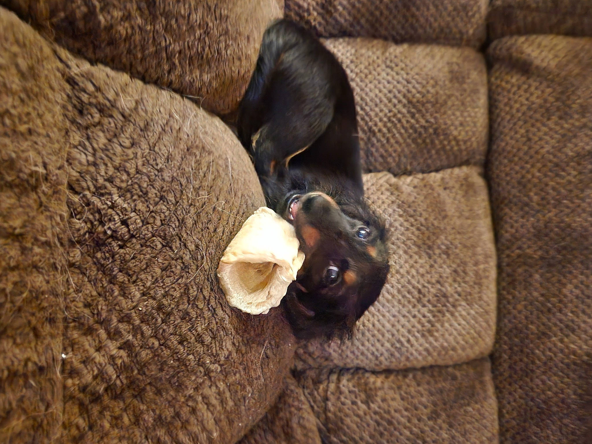 Molly joined the competition — help win amazing prizes! brown, carnivore, comfort, companion_dog, dog, dog_breed, fashion_accessory, fawn, felidae, fur, hat, linens, pattern, snout, terrestrial_animal, toy_dog, wood, working_animal