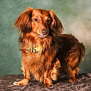 Nino a rejoint le concours — aidez-le/la à gagner de superbes lots ! animal, blanket, brown, canine, collar, companion, cute, dog, domestic_animal, fluffy, fur, fur_texture, indoor, long_hair, looking_away, mammal, pet, portrait, quiet, standing
