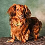 animal, blanket, brown, canine, collar, companion, cute, dog, domestic_animal, fluffy, fur, fur_texture, indoor, long_hair, looking_away, mammal, pet, portrait, quiet, standing