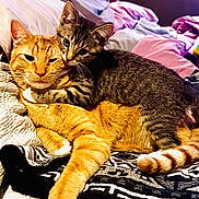 Frankie joined the competition — help win amazing prizes! cat, tabby_cat, orange_cat, pets, cuddle, affection, fur, whiskers, ears, tail, bedroom, blanket, comfort, companionship, indoor, resting, cute, feline, animal, domestic
