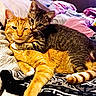 cat, tabby_cat, orange_cat, pets, cuddle, affection, fur, whiskers, ears, tail, bedroom, blanket, comfort, companionship, indoor, resting, cute, feline, animal, domestic