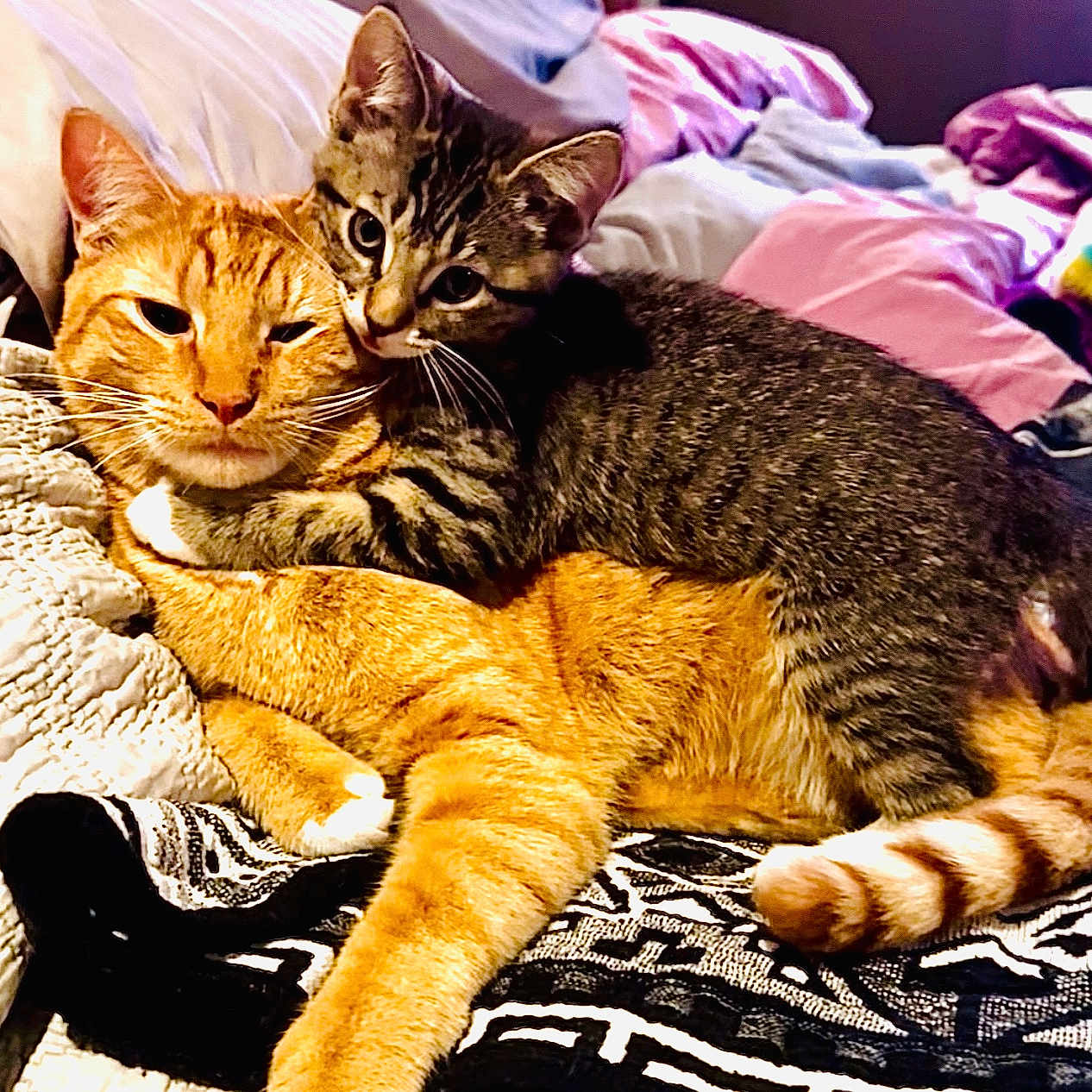 Frankie joined the competition — help win amazing prizes! cat, tabby_cat, orange_cat, pets, cuddle, affection, fur, whiskers, ears, tail, bedroom, blanket, comfort, companionship, indoor, resting, cute, feline, animal, domestic