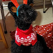 Murphy participe au concours pour gagner de l'argent avec cette photo : adorable, animal, black_dog, blanket, christmas, costume, cute, dog, domestic_animal, festive, floor, furry, holiday, holiday_sweater, indoor, looking_up, pet, puppy, reindeer_antlers, small_dog